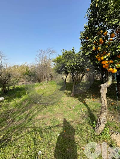 agricultural land, fully planted, Zgharta, rashiin/ زغرتا REF#YN131944