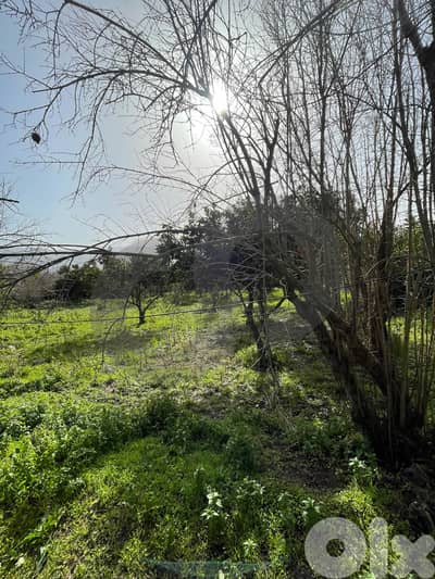 agricultural land, fully planted, Zgharta, rashiin/ زغرتا REF#YN131944