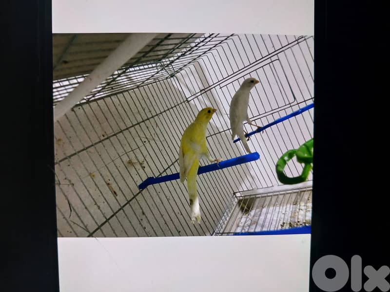 كوبرا سكوتش 0