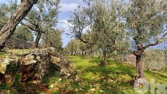 lands for sale in Mejdel-koura أرض رائعة الجمال في مجدل الكورة