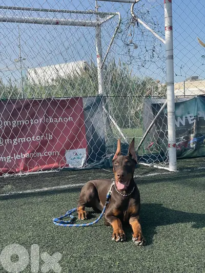 Best quality Doberman