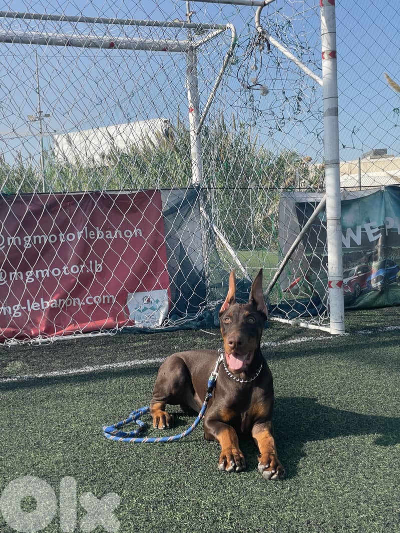 Best quality Doberman 0