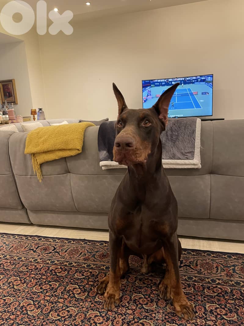 Best quality Doberman 1