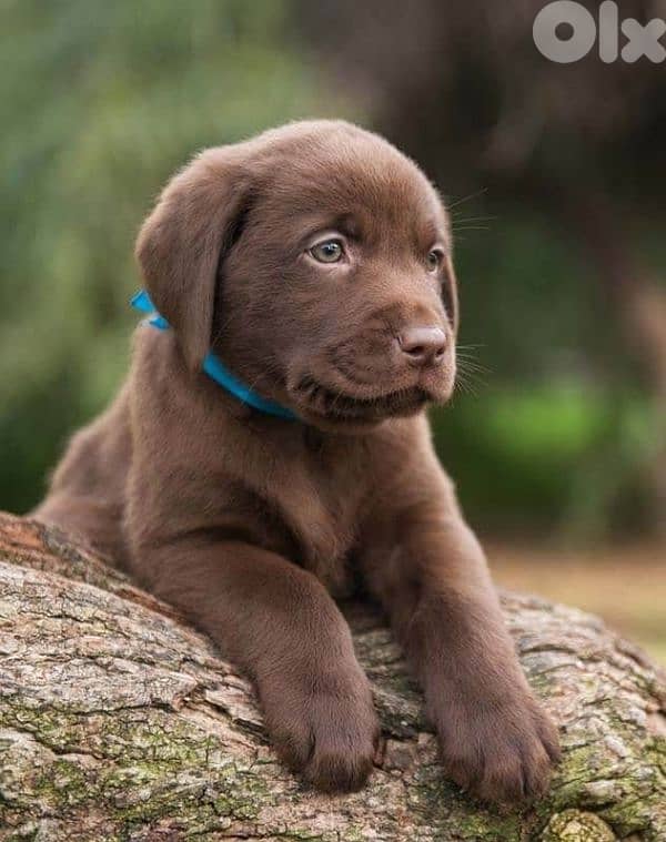 Chocolate Labrador Retriever Puppies| dog كلاب 0