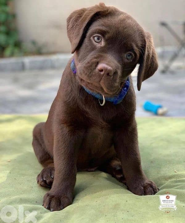 Chocolate Labrador Chocolate Puppies | dog كلاب 0