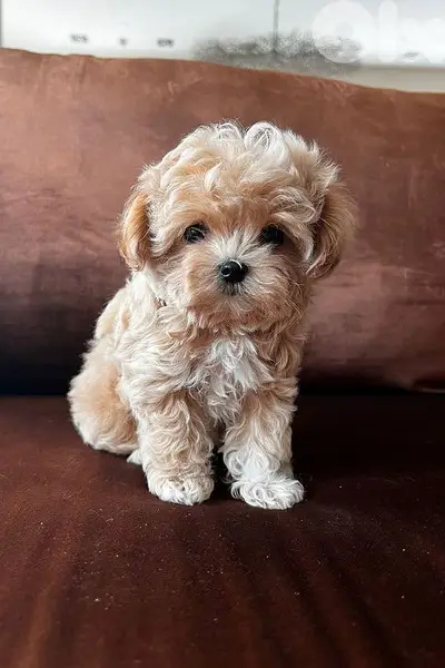 Toy Maltipoo Puppies in store | dog كلاب | delivery