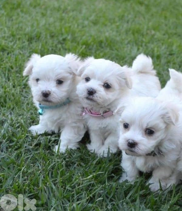 Mini Bichon Maltese Puppies/ dog كلاب | delivery 0