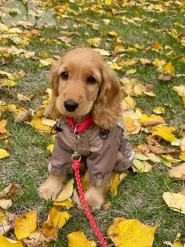 Cocker Spaniel Pure Puppies |dog كلاب 0