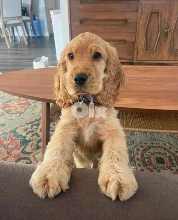 Pure Cocker Spaniel in store| dog كلاب 0