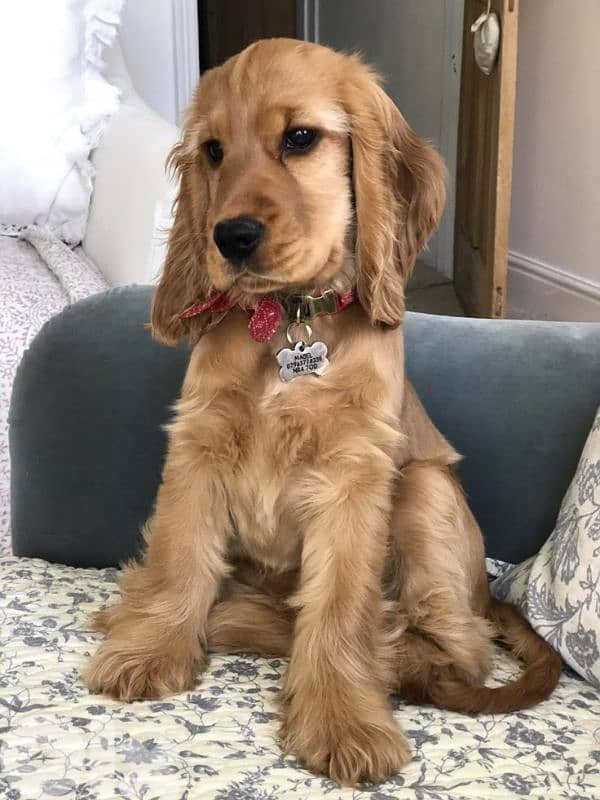 Beautiful Pure Cocker Spaniel Puppies / dog كلاب 0