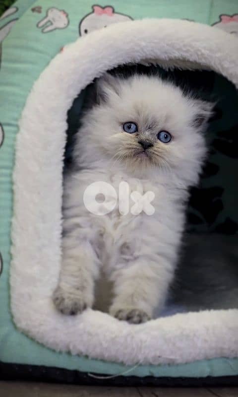 Himalayan Beautiful Kitten in store قطط 0