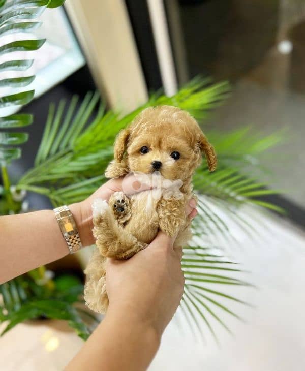 Toy Size Maltipoo Puppies Available |dog كلاب 0