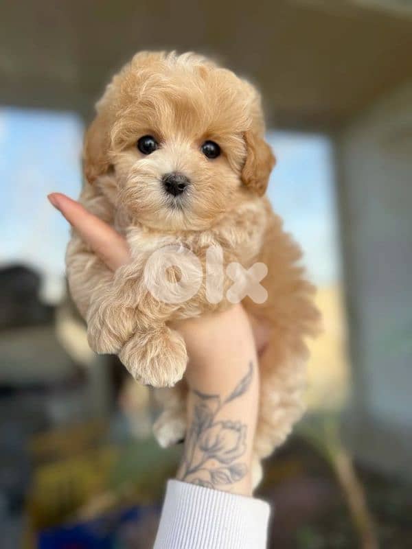 Cute Maltipoo Puppies in store | dog كلاب 0