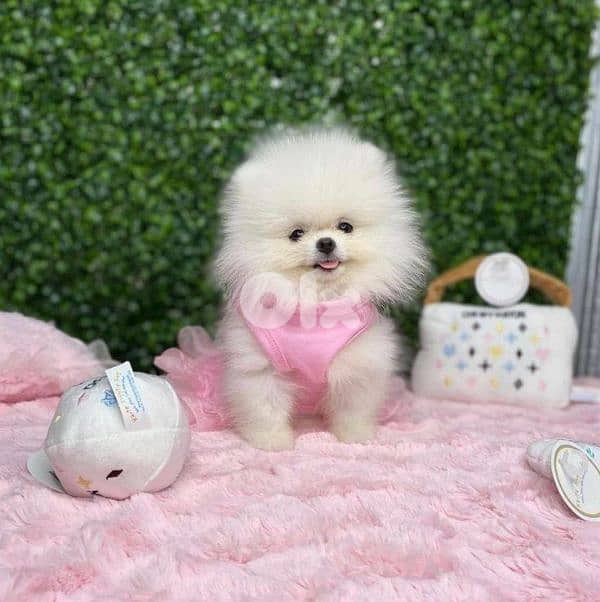 Teacup Size Pomeranian Puppy/ dog كلاب 0