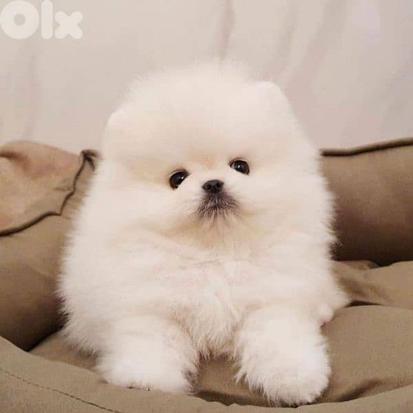 White Teacup Pomeranian Puppies | dog كلاب 0