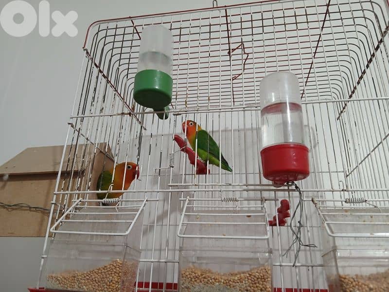 budgie birds for sale in good condition ma3 el afas 03235337 0