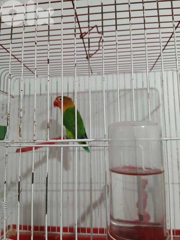 budgie birds for sale in good condition ma3 el afas 03235337 1