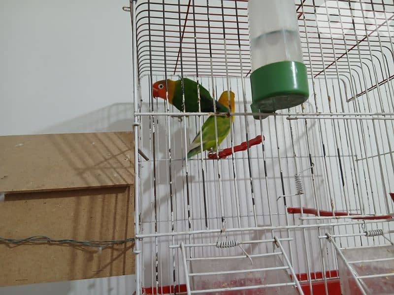 budgie birds for sale in good condition ma3 el afas 03235337 2