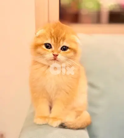 Adorable Pure Scottish Golden Chinchilla kitten in shop and delivery