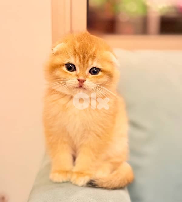 Adorable Pure Scottish Golden Chinchilla kitten in shop and delivery 0