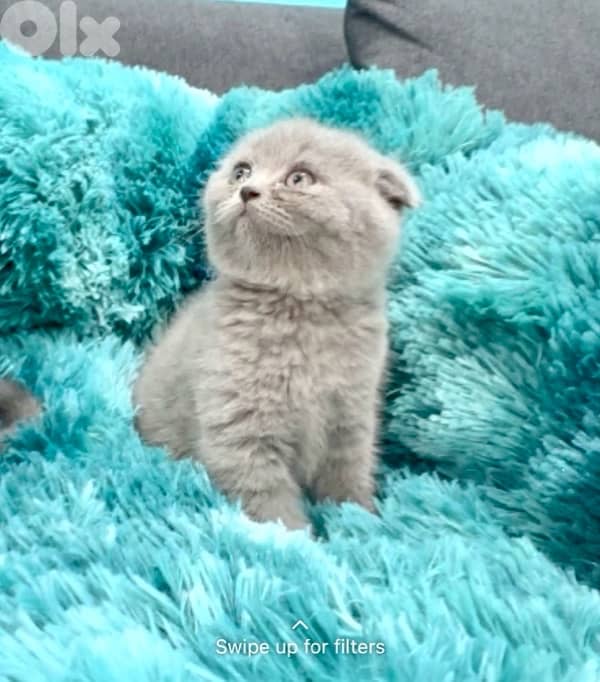 Cute lilac color Scottish Fold kitten available in store delivery 0