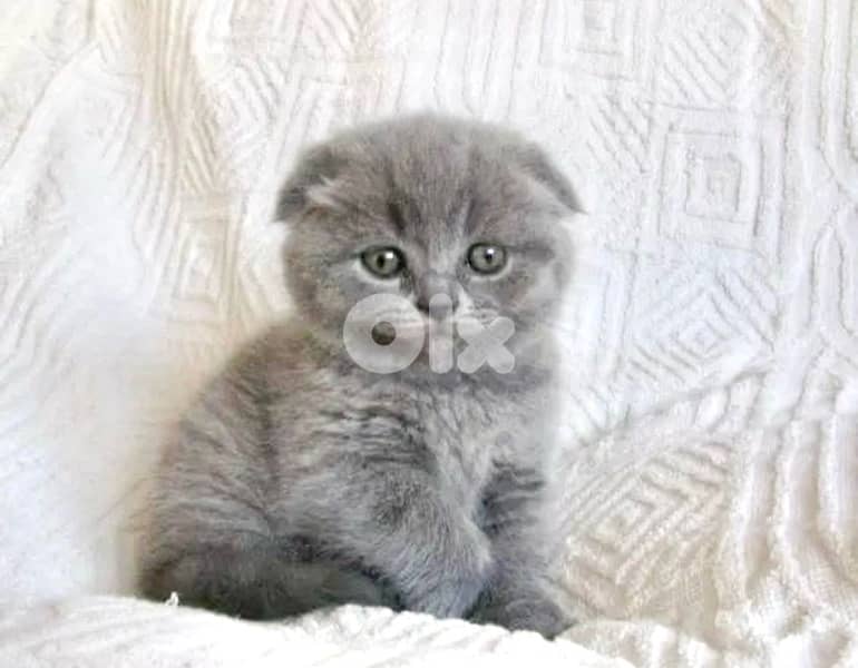 Scottish Fold cute kitten small delivery available 0