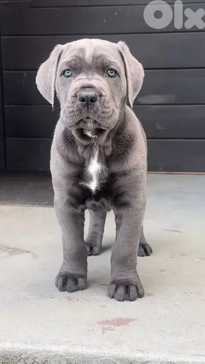 Cane Corso