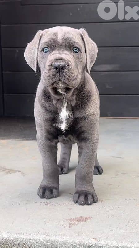 Cane Corso 0