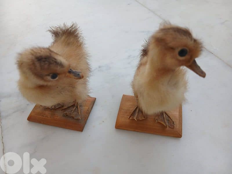 بطة تحفة 0