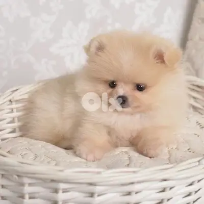Cutest Teacup Pomeranian puppy in store & delivery كلب