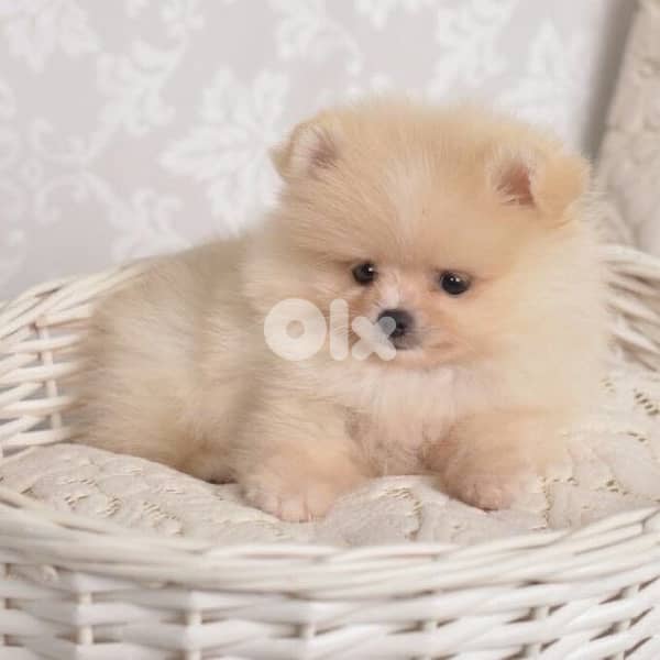 Cutest Teacup Pomeranian puppy in store & delivery كلب 0