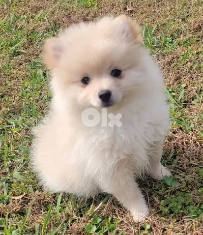 Pomeranian spitz Teacup imported available in store or delivery كلب
