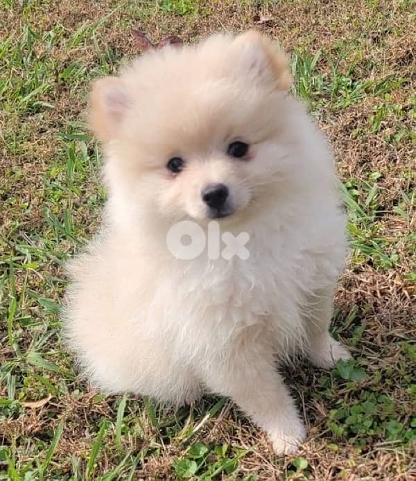 Pomeranian spitz Teacup imported available in store or delivery كلب 0