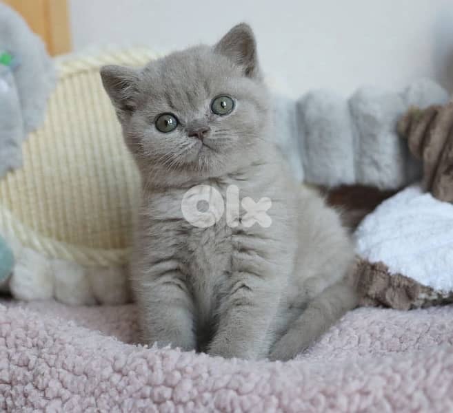 British Kitten Lilac shorthair Delivery 0