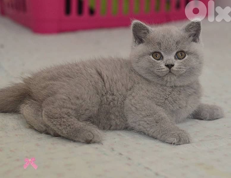 British Shorthair Lilac Kitten (we deliver) 0