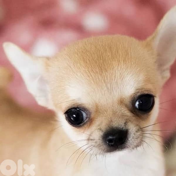 Small Mini Chihuahua puppy imported delivery 0