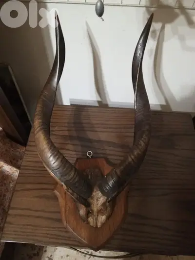beautiful reall horns for sale big size