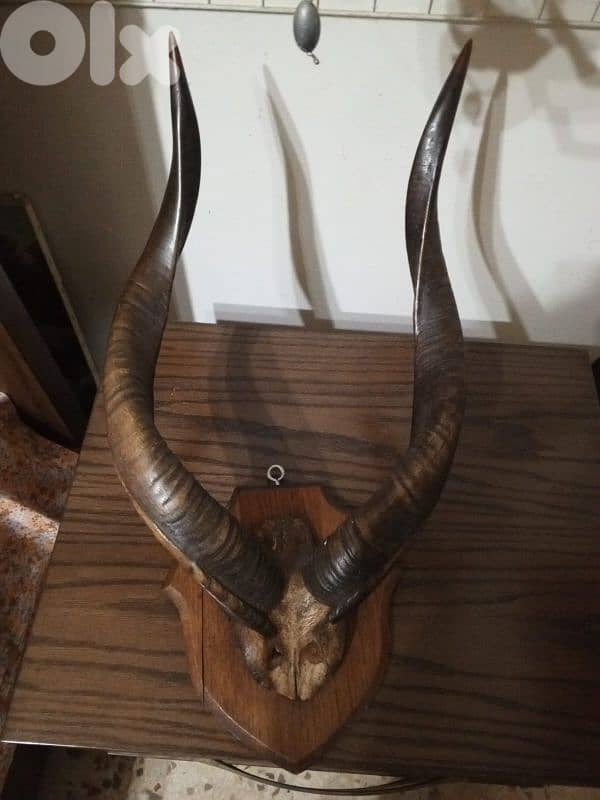 beautiful reall horns for sale big size 0