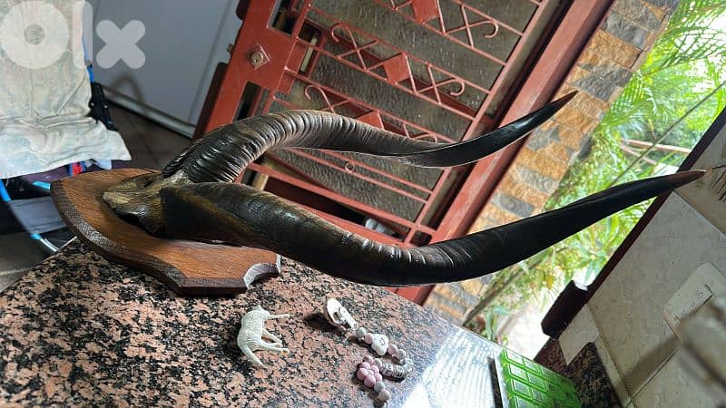 beautiful reall horns for sale big size 1