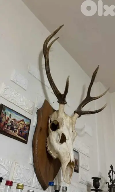 big deerr for sale 150$