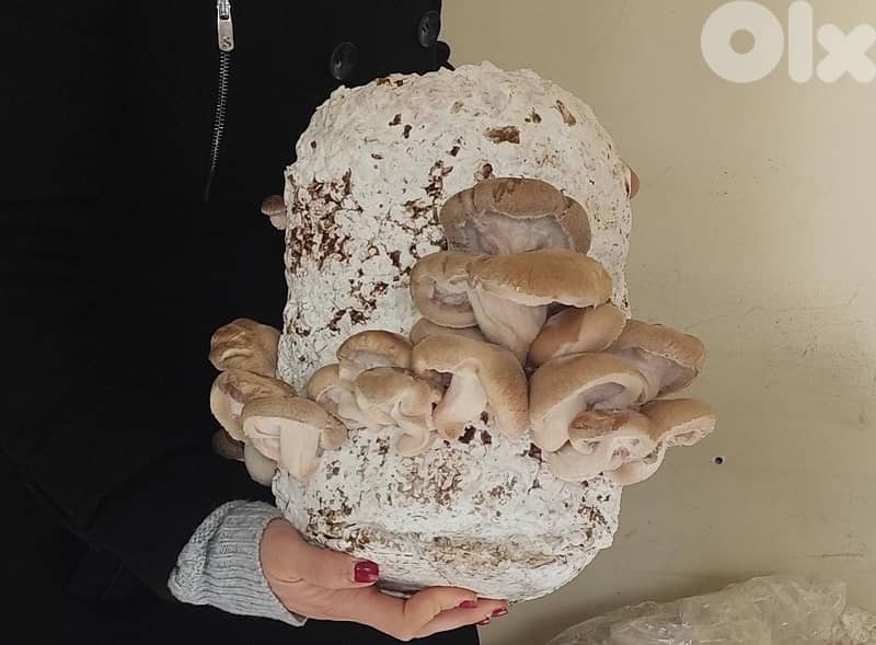Edible Mushroom Kits (grow it yourself kits) Fungiinlebanon 7