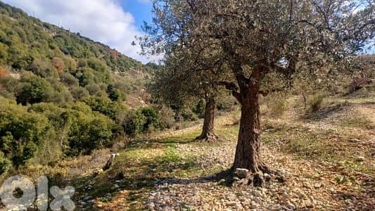 lands for sale in Assia أرض رائعة ببلدة أسيا lands for sale in Assia أرض رائعة ببلدة أسيا