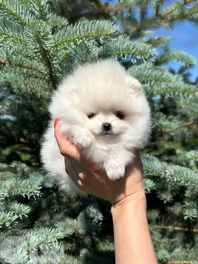 Adorable Pomeranian spitz teacup imported - Delivery available