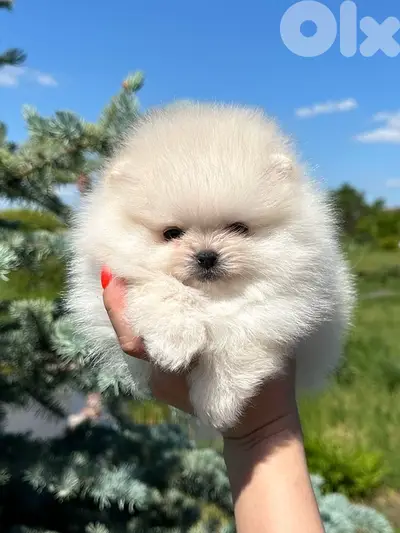 High Quality Teacup Pomeranian spitz imported - Delivery available