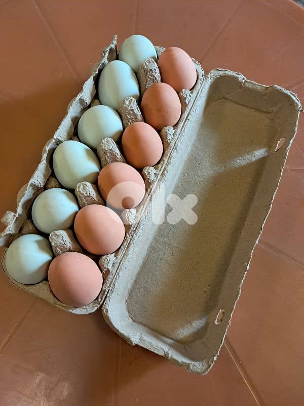 Unbreakable Bouncing Eggs 0