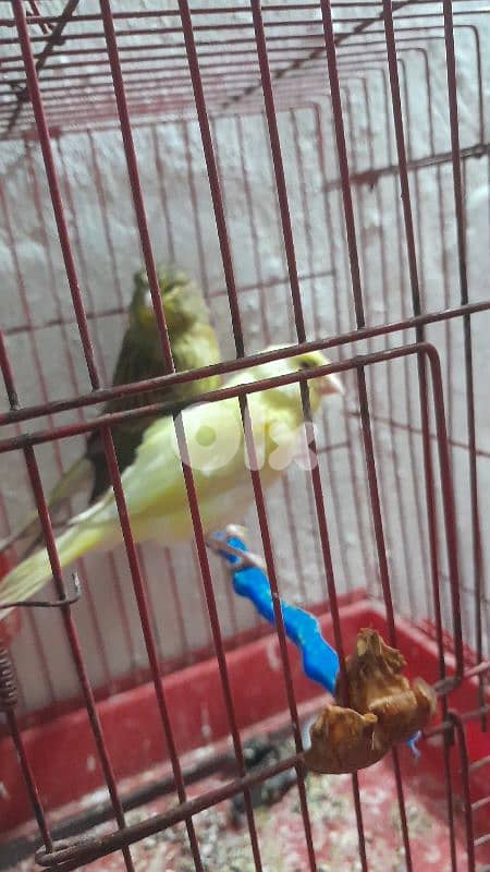 صور لعباسية 2