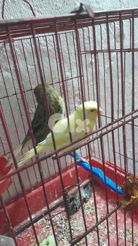 صور لعباسية 3