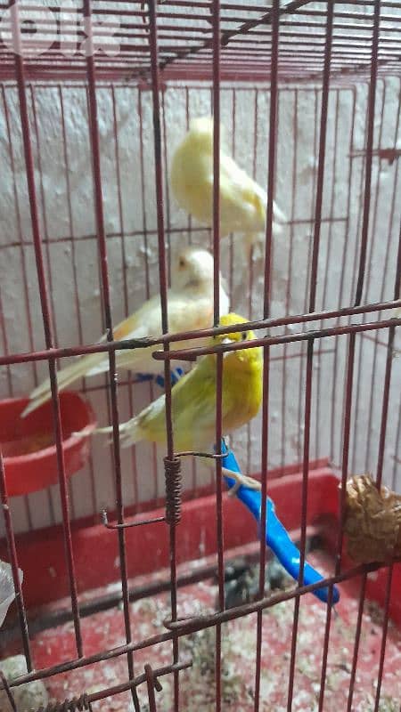 صور لعباسية 4