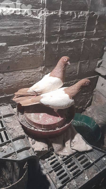 صور لعباسية 8