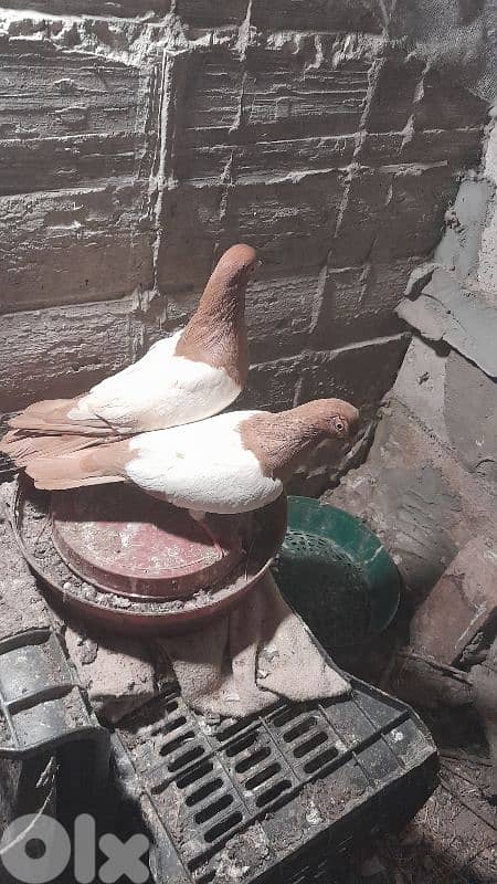 صور لعباسية 9